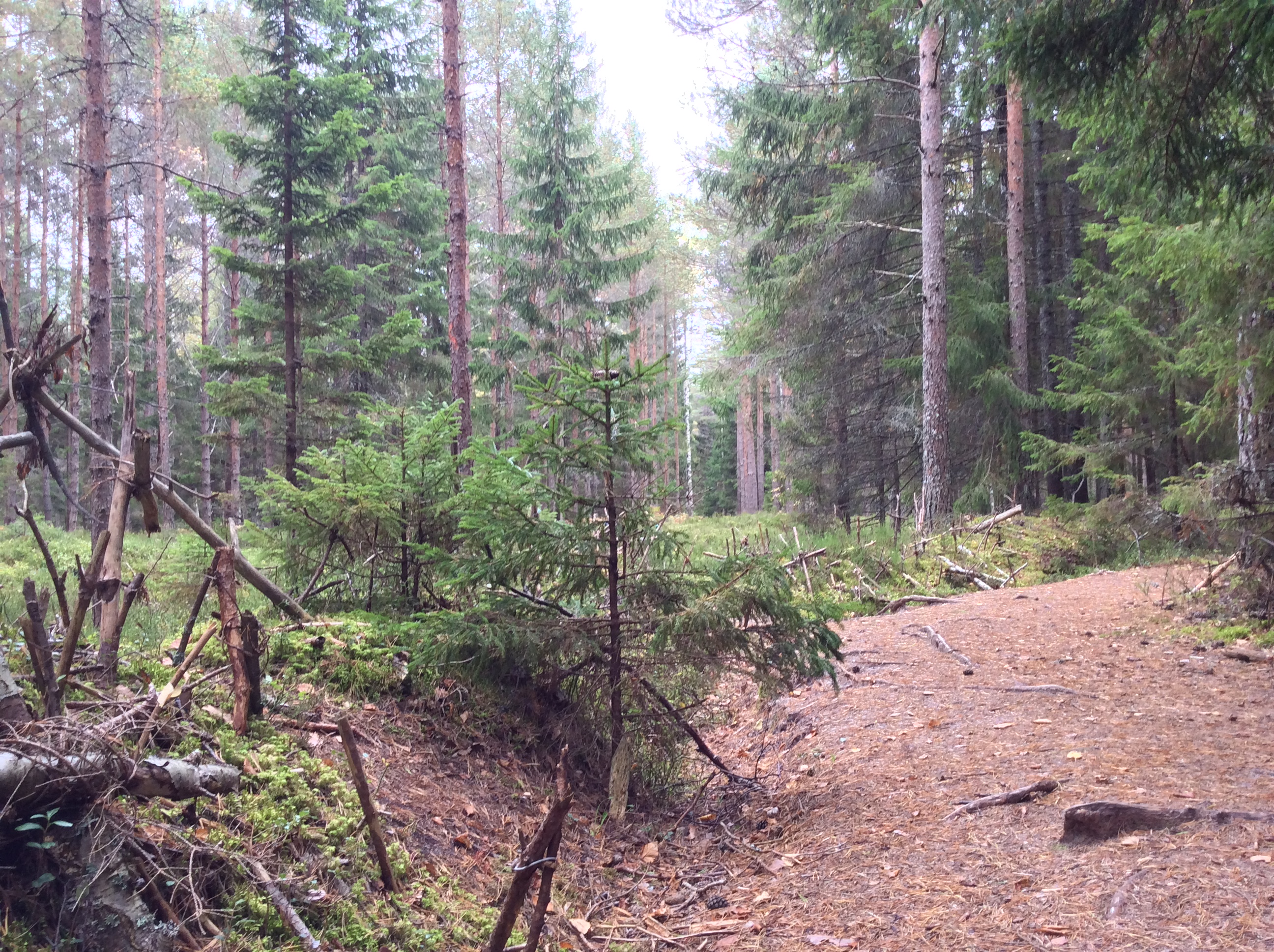 Ristimägi – Hill of Crosses in Estonia (3)