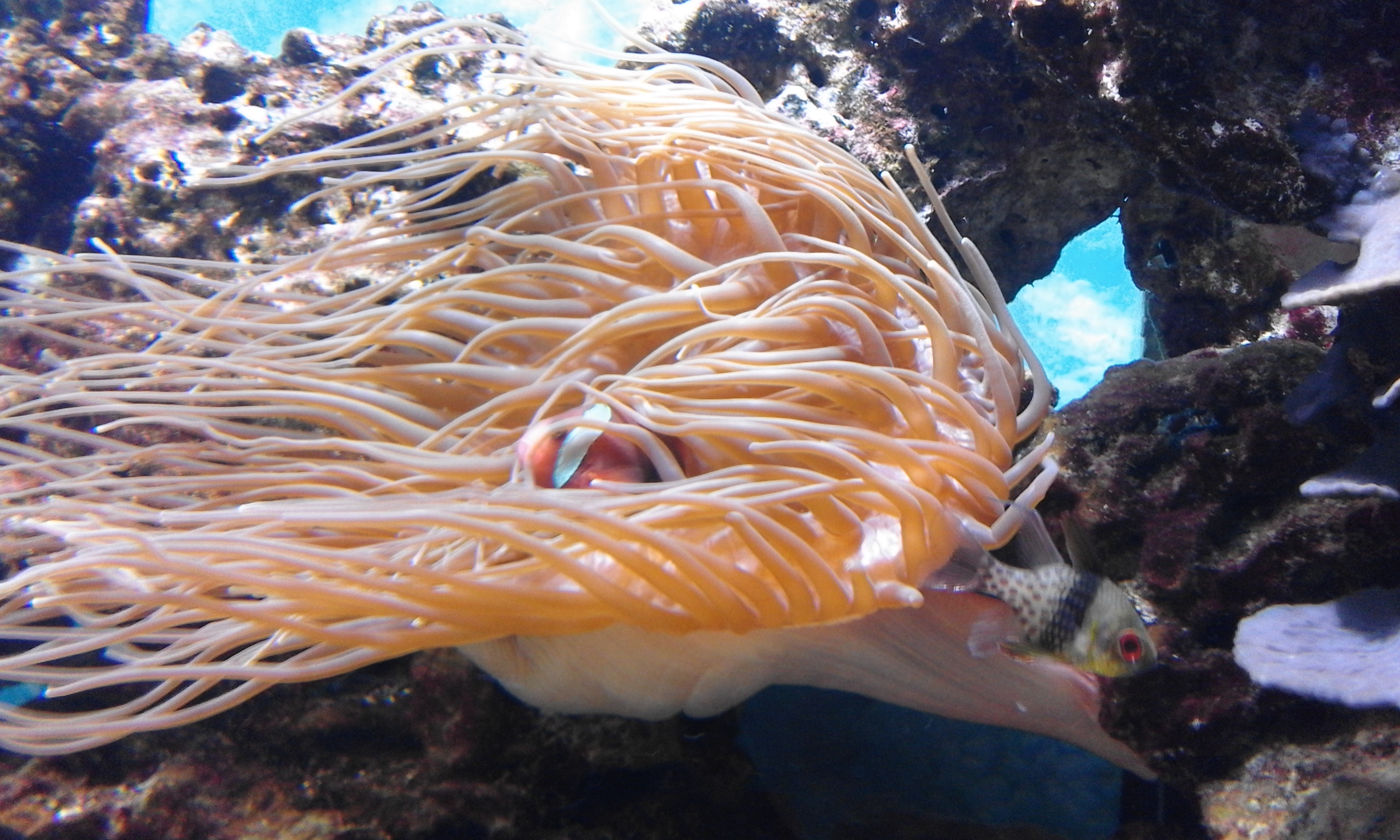 Odessa Ozeanarium NEMO (1)