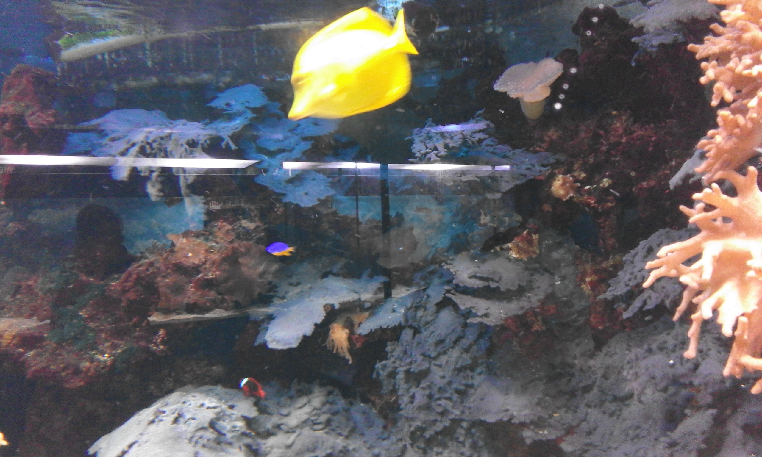 Odessa Ozeanarium NEMO (7)