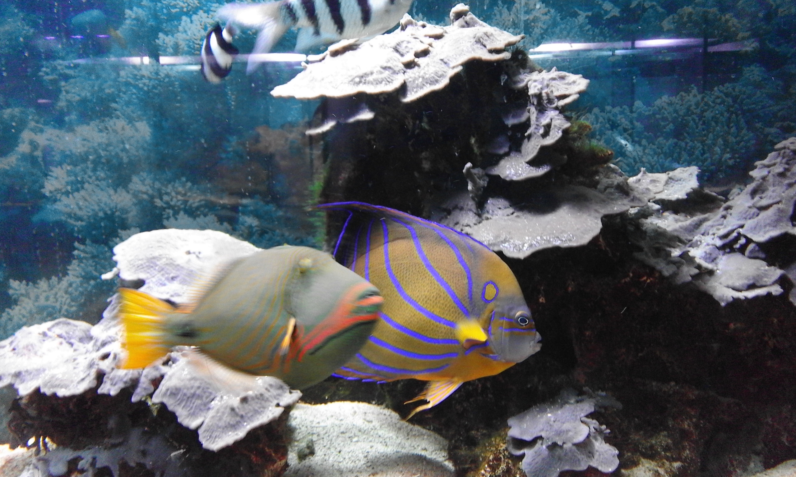 Odessa oceanarium NEMO (5)