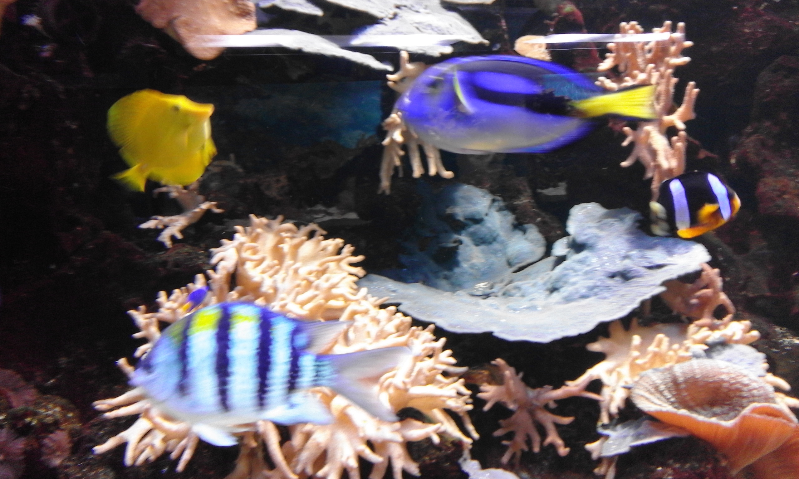 Odessa oceanarium NEMO (6)